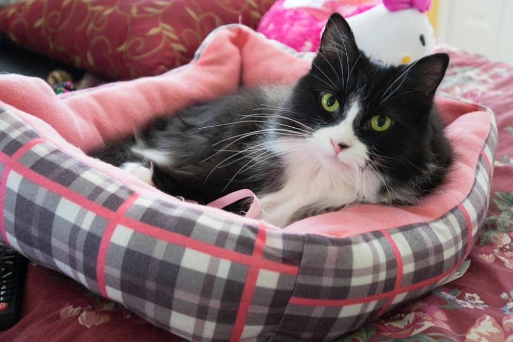 Cat Kitty Pet Feline Animal Pink Happy Cat Kitty Pet Feline Animal Pink Happy