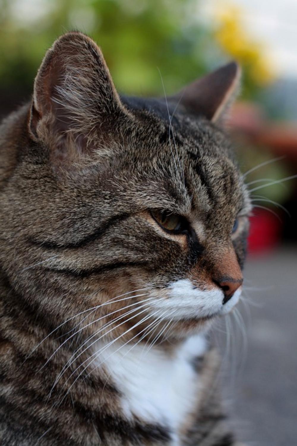 Cat Domestic Cat Nose Cat'S Eyes Mieze Curious Cat Domestic Cat Nose Cat'S Eyes Mieze Curious