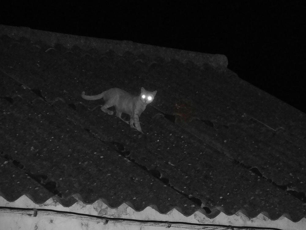 Cat Feline Animals Cat Feline Animals