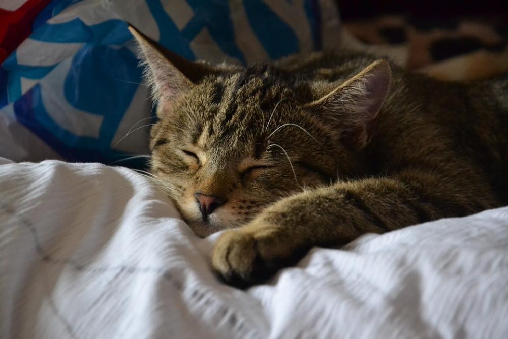 Cat Kitten Tomcat Animals Animal Fur Charming Cat Kitten Tomcat Animals Animal Fur Charming
