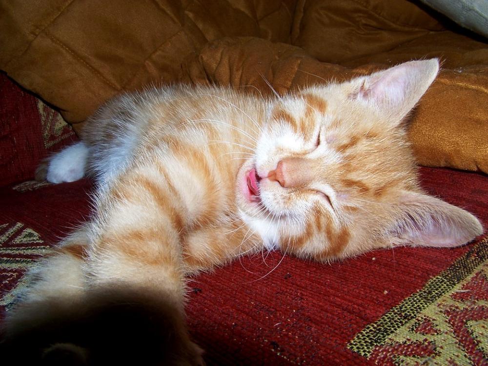 Cat Young Cat Playful Pet Mieze Cat'S Eyes Cat Young Cat Playful Pet Mieze Cat'S Eyes