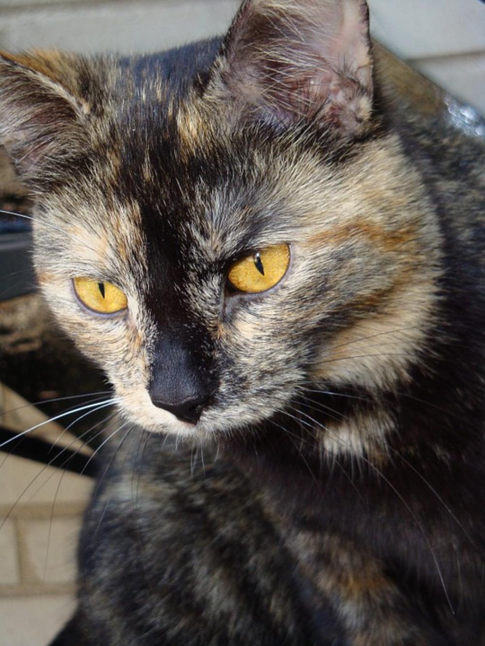 Cat Look Pet Cat Look Pet