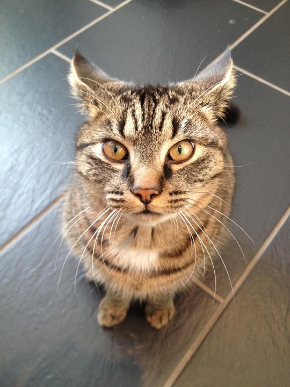 Cat Cute Cat Cat Face Animal Portrait Pet Cat Cute Cat Cat Face Animal Portrait Pet