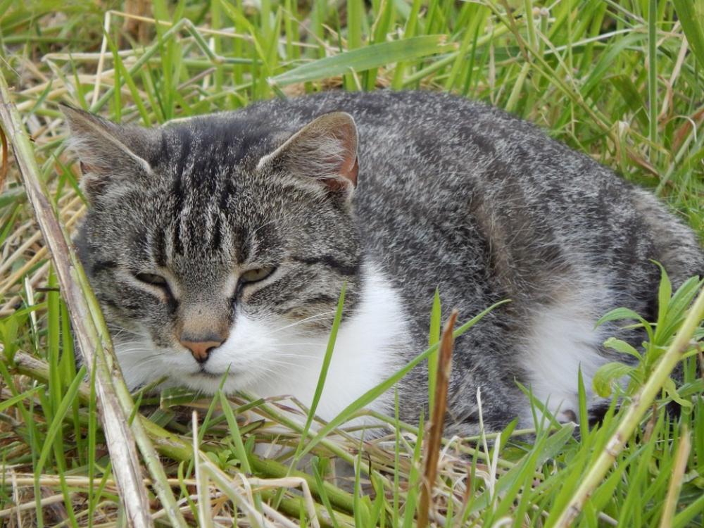 Cat Rest Animals Cat Rest Animals