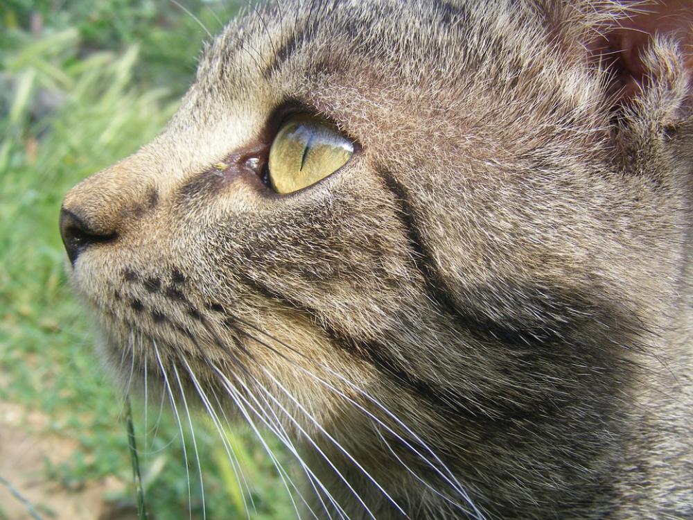 Cat Watch Bambul Eye Cat Watch Bambul Eye