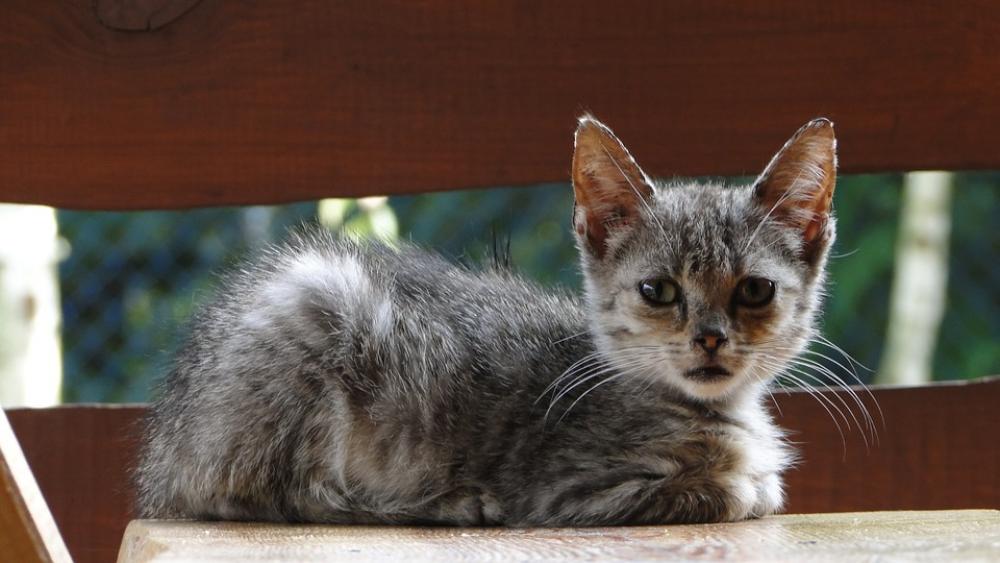 Cat Kitten Animal Tomcat A Young Kitten Cat Kitten Animal Tomcat A Young Kitten