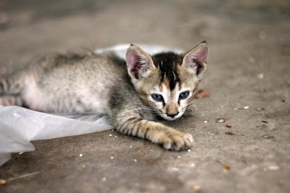 Cat Kitten Cute Young Feline Playful Animal Pet Cat Kitten Cute Young Feline Playful Animal Pet