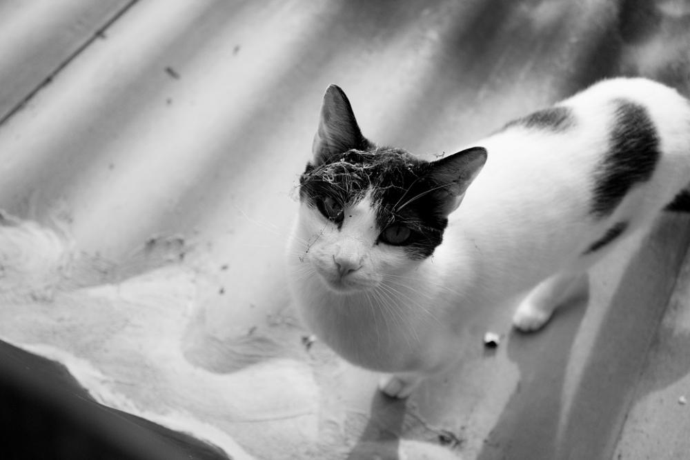 Cat Ceiling Escape Pet Nature Tamed Kitten Cute Cat Ceiling Escape Pet Nature Tamed Kitten Cute