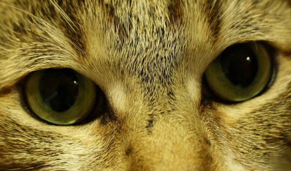 Cat Eyes Feline Cute Look Close-Up Pet Face Cat Eyes Feline Cute Look Close-Up Pet Face