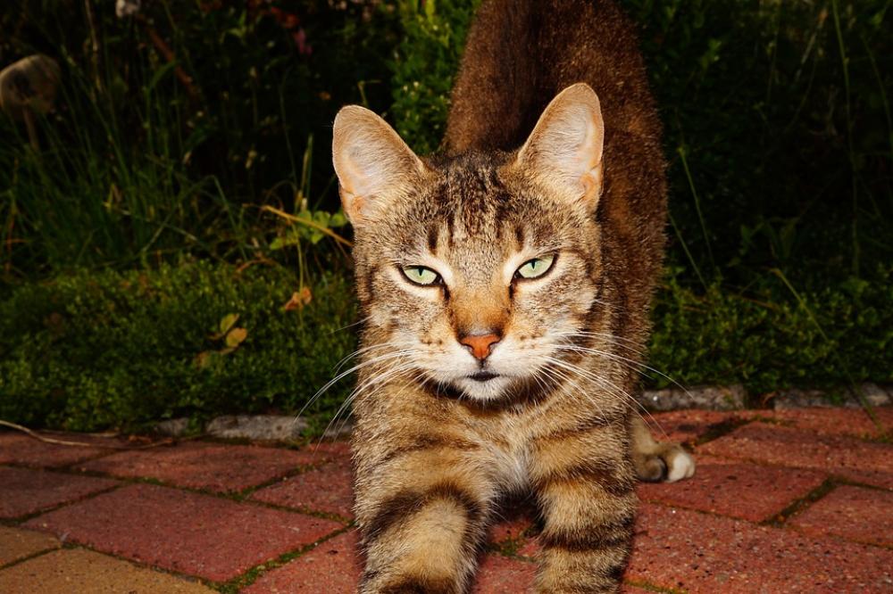 Cat Cat'S Eyes Curious Hungry Cat Face Fur Cute Cat Cat'S Eyes Curious Hungry Cat Face Fur Cute