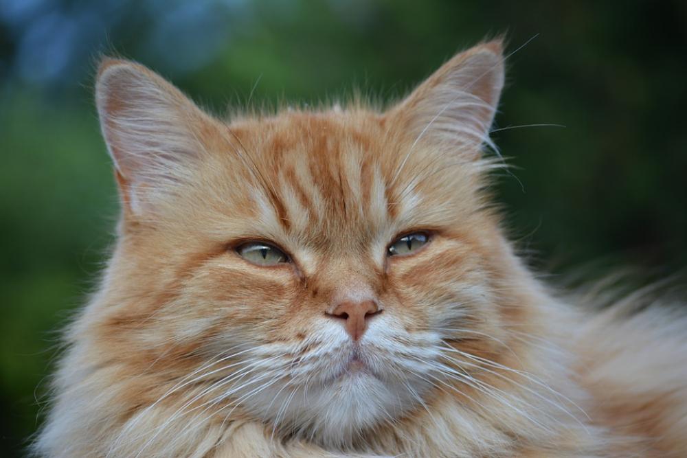 Cat Feline Pet Cat Feline Pet