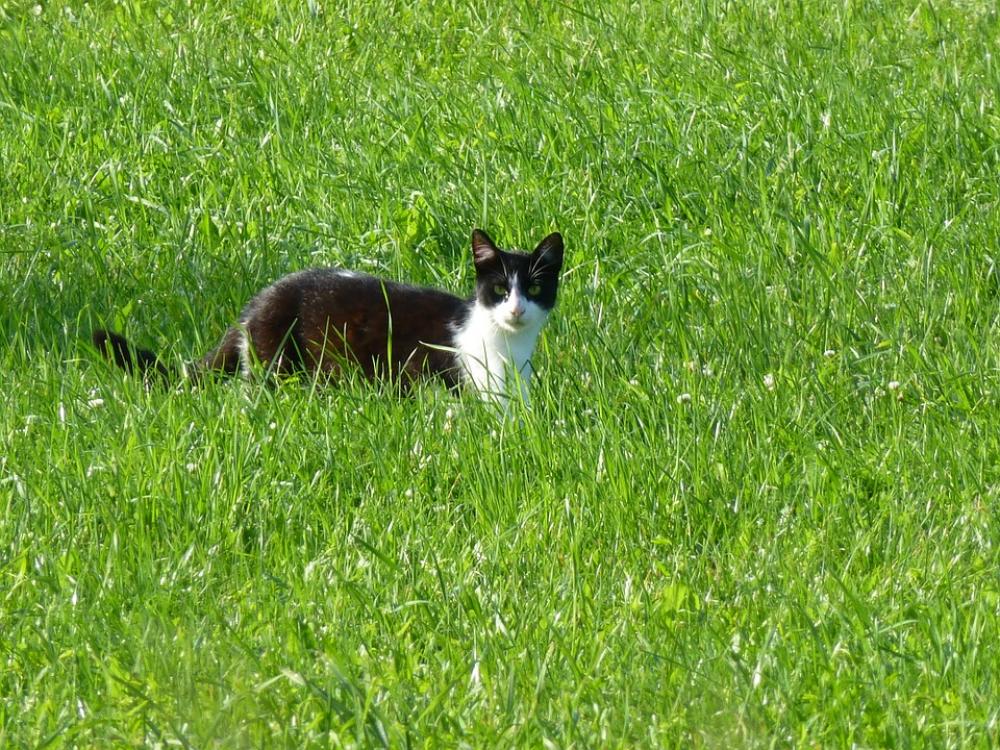 Cat Grass Green Nature Pet Rural Rush Field Cat Grass Green Nature Pet Rural Rush Field