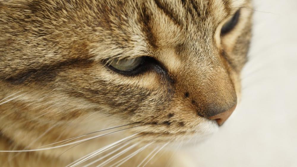 Cat Face Head Pet Animal Feline Portrait Whisker Cat Face Head Pet Animal Feline Portrait Whisker