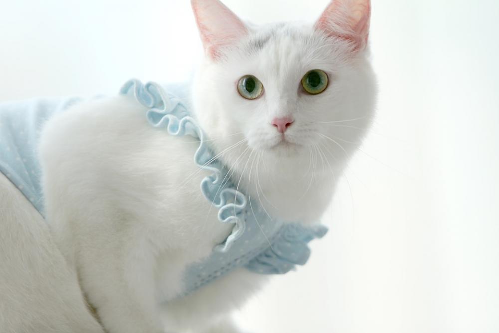 Cat Ho-Fe Republic Of Korea Ilsan En Turkey Angora Cat Ho-Fe Republic Of Korea Ilsan En Turkey Angora