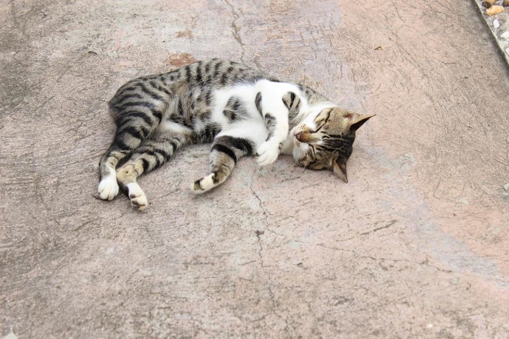 Cat Pet Cute Floor Sleeping Lying Cat Pet Cute Floor Sleeping Lying
