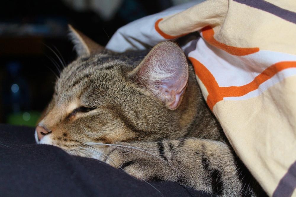 Cat Purr Sleep Cat Purr Sleep