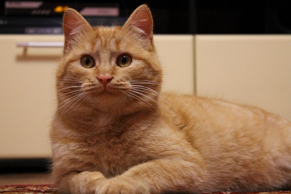 Cat Redhead Basia Cat Redhead Basia