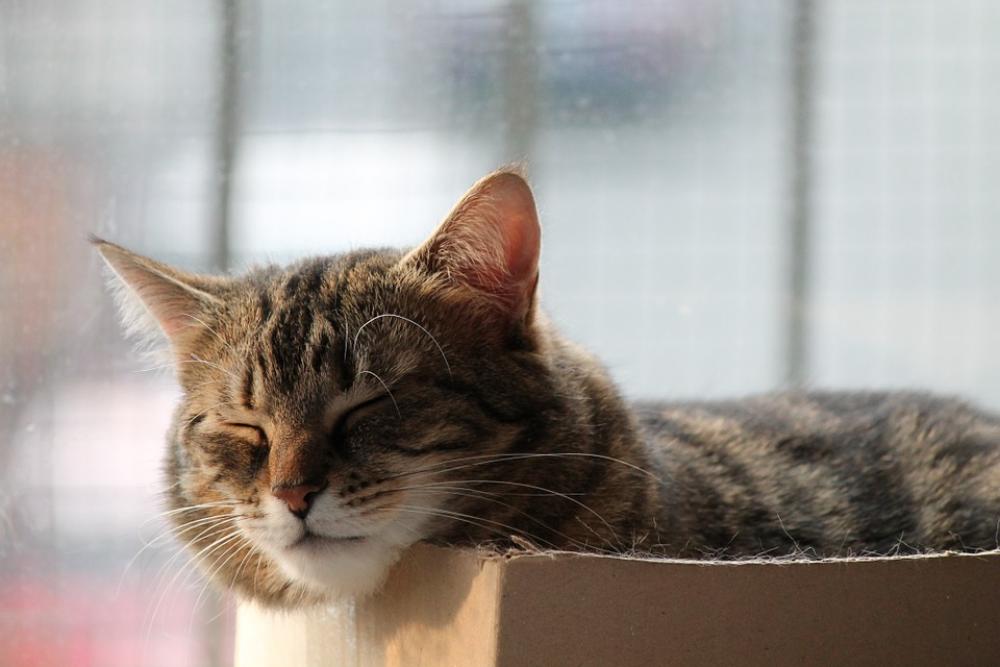 Cat Rest Sleep Nap Cat Rest Sleep Nap