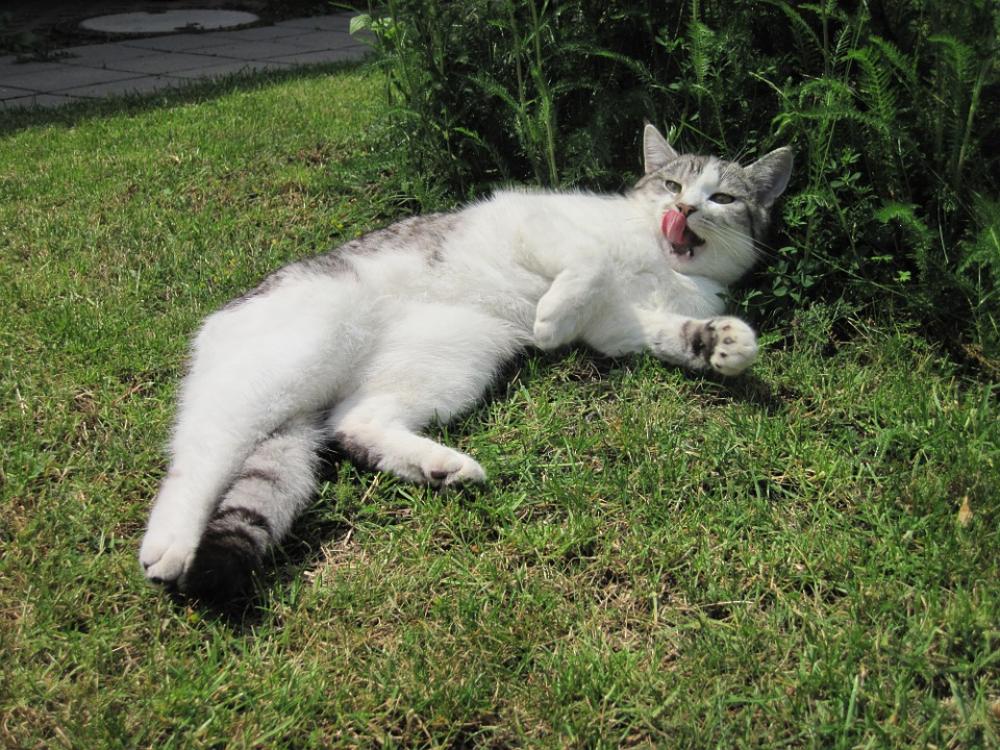 Cat Tongue Sun Relaxed Domestic Cat Mackerel Cat Tongue Sun Relaxed Domestic Cat Mackerel