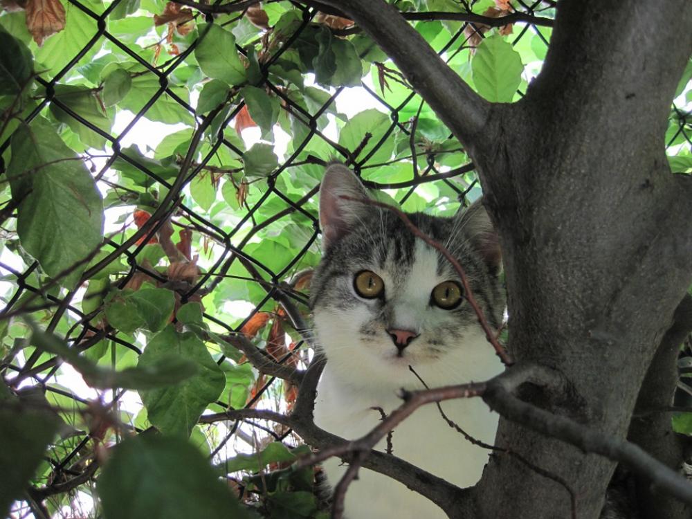 Cat Curious Attention Domestic Cat Outdoor Hidden Cat Curious Attention Domestic Cat Outdoor Hidden
