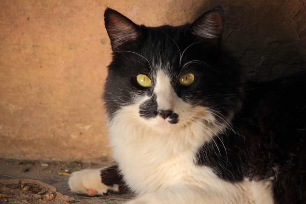 Cat Feline Black And White Nature White Black Cat Feline Black And White Nature White Black