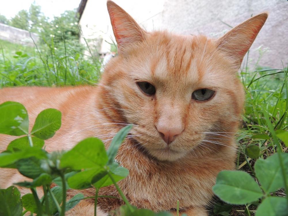 Cat Animal Grass Close Up View Cat Animal Grass Close Up View