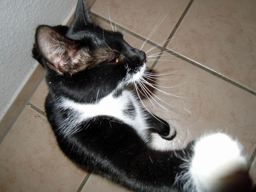 Cat Black And White Cat Pet Cat Black And White Cat Pet