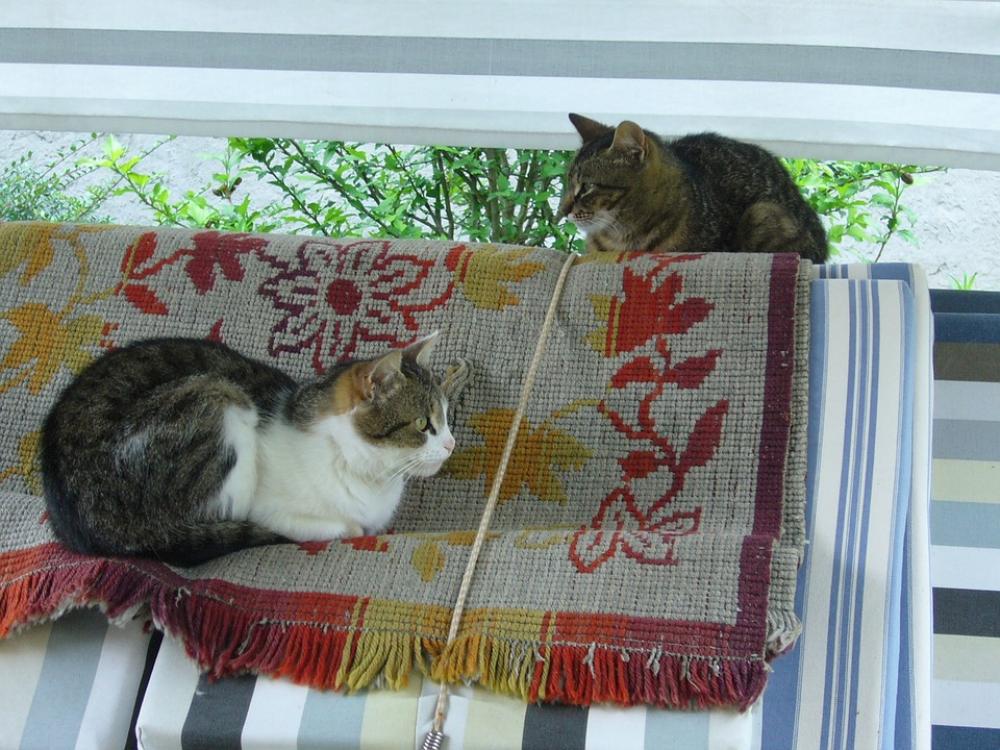 Cat Animal Two Cat Animal Two