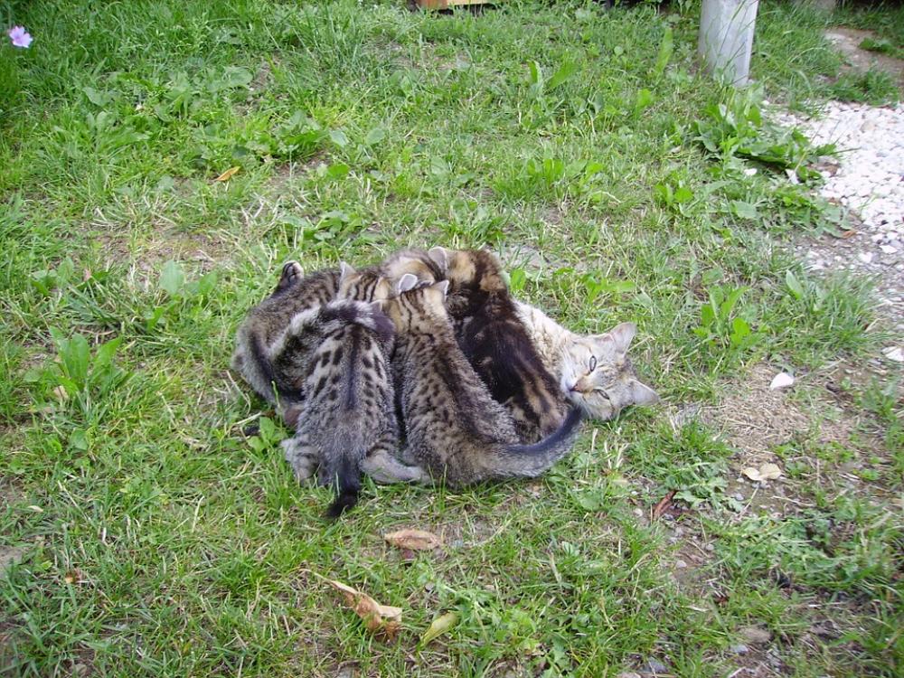 Cat Family Cat Kitten Mammals Pet Babies Cat Family Cat Kitten Mammals Pet Babies