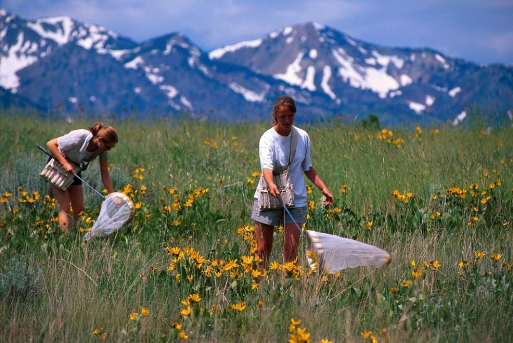 Catching Butterflies Nets Hunting Field People Catching Butterflies Nets Hunting Field People