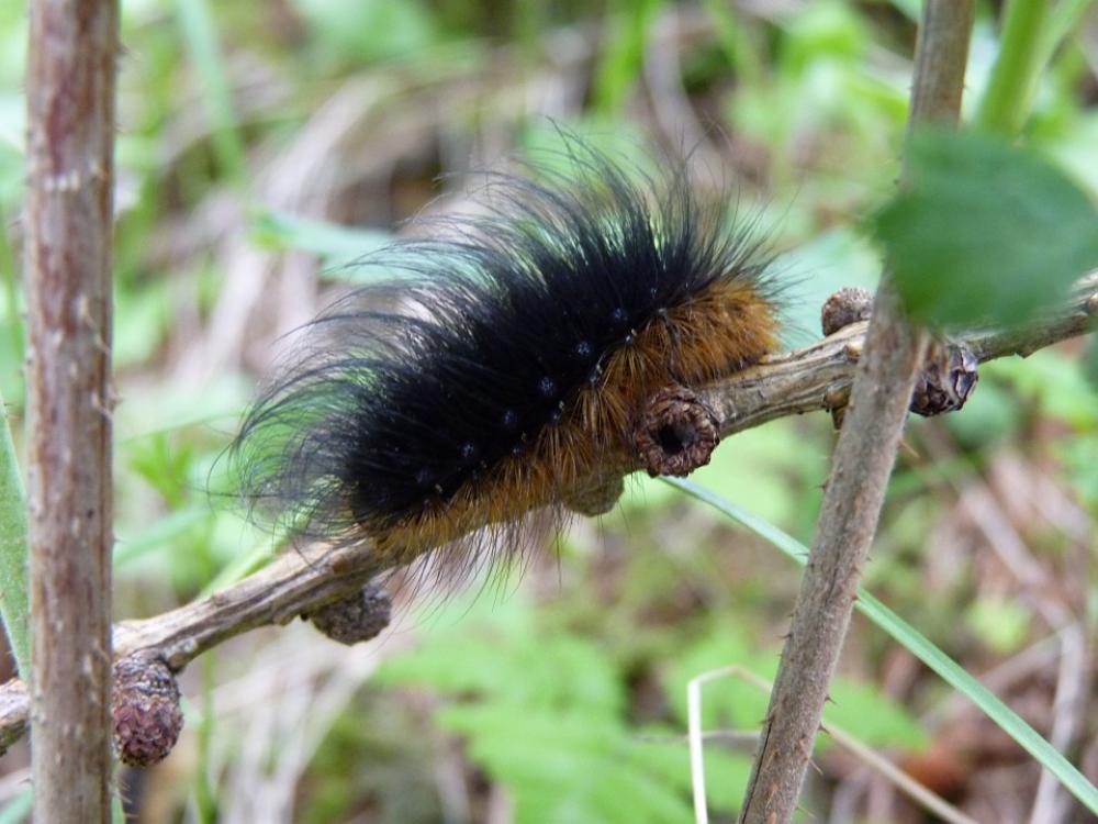 Caterpillar Animal Insect Hairy Brown Black Caterpillar Animal Insect Hairy Brown Black