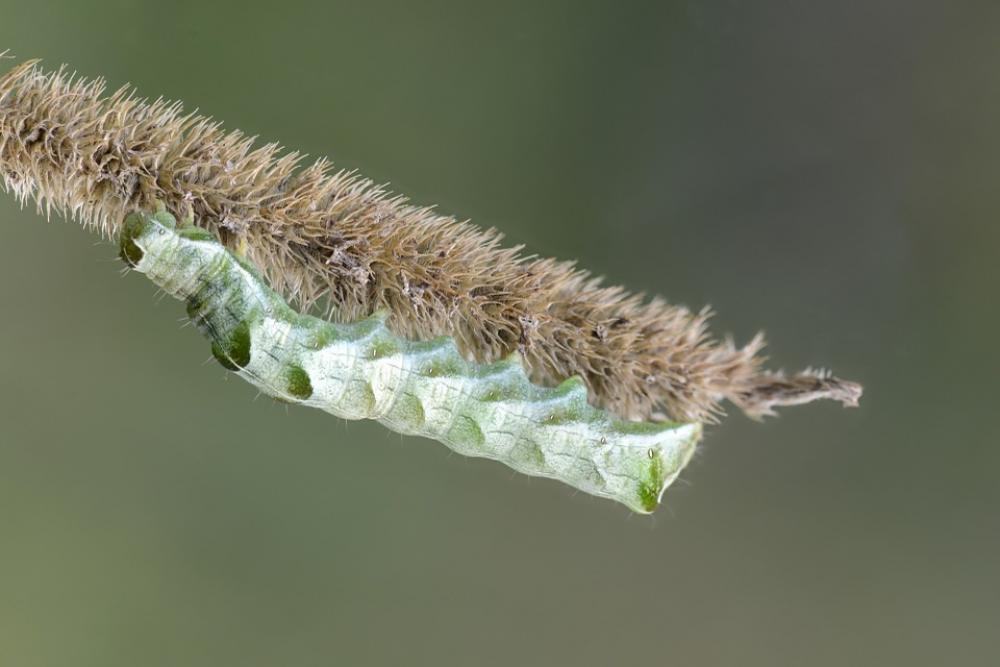 Caterpillar Insects Nature Background Green Life Caterpillar Insects Nature Background Green Life
