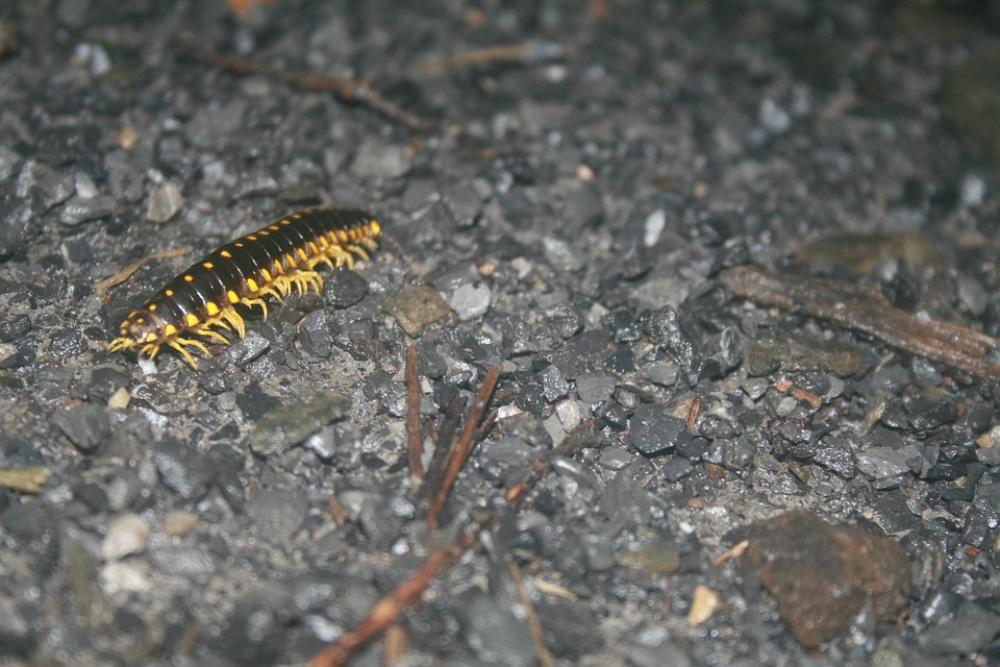 Caterpillar Insect Gravel Yellow Black Bug Caterpillar Insect Gravel Yellow Black Bug