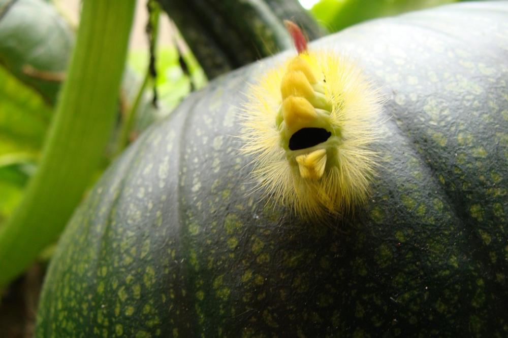 Caterpillar Pumpkin Fruit Garden Caterpillar Pumpkin Fruit Garden