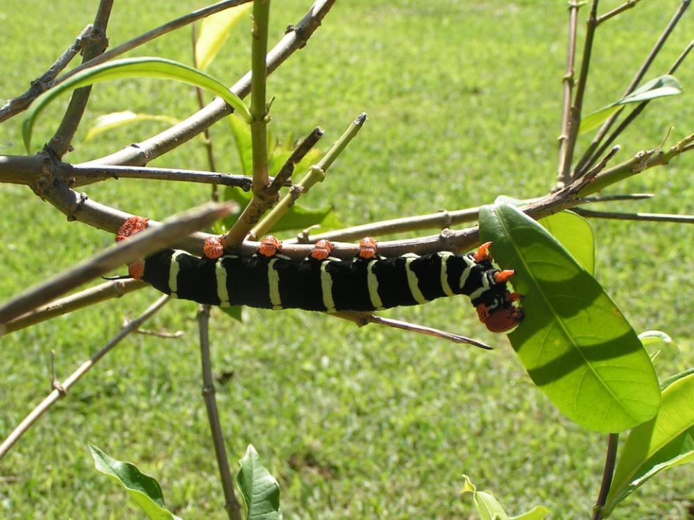 Caterpillar Nature Garden Caterpillar Nature Garden