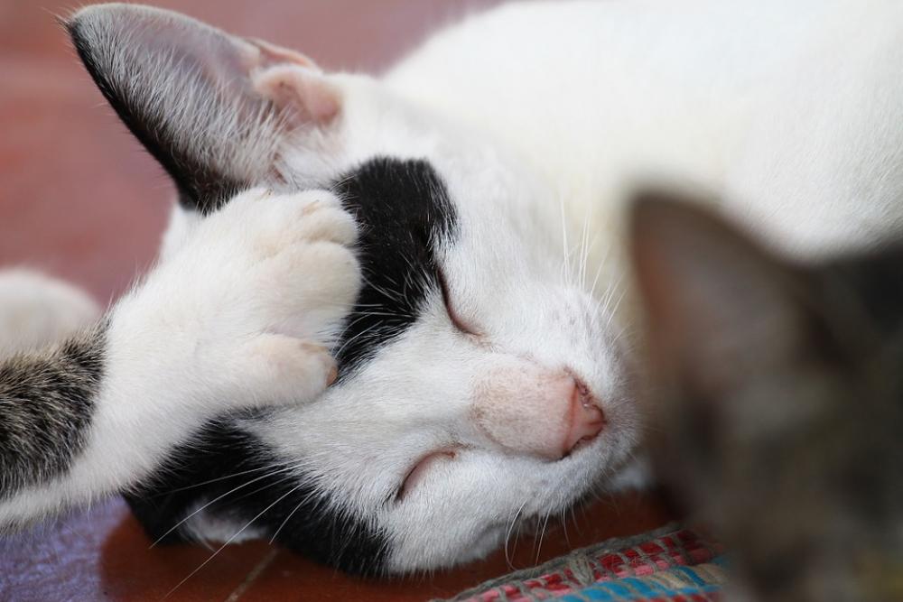 Cats Brother Care Feline Feline Animal Sleeping Cats Brother Care Feline Feline Animal Sleeping