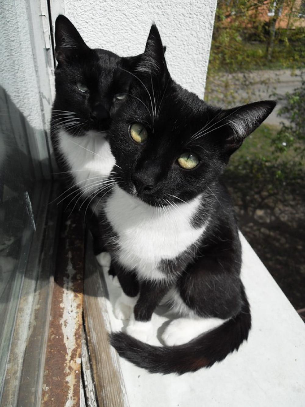Cats Outside Cute Cuddly Beautiful Lovely Cats Outside Cute Cuddly Beautiful Lovely