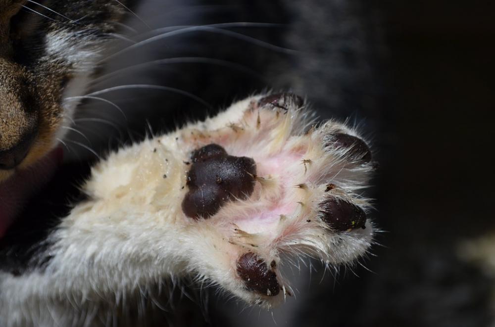 Cat'S Paw Paw Print Paw Cat'S Paw Paw Print Paw