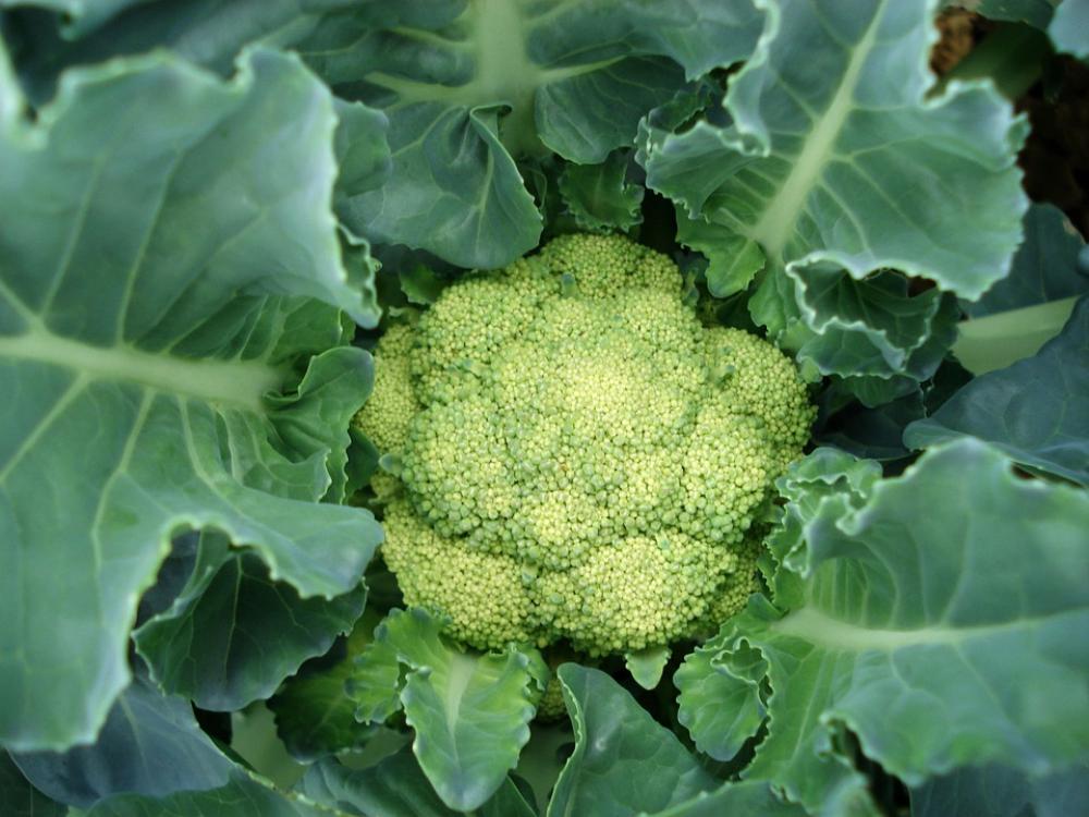 Cauliflower Plant Vegetable Cauliflower Plant Vegetable