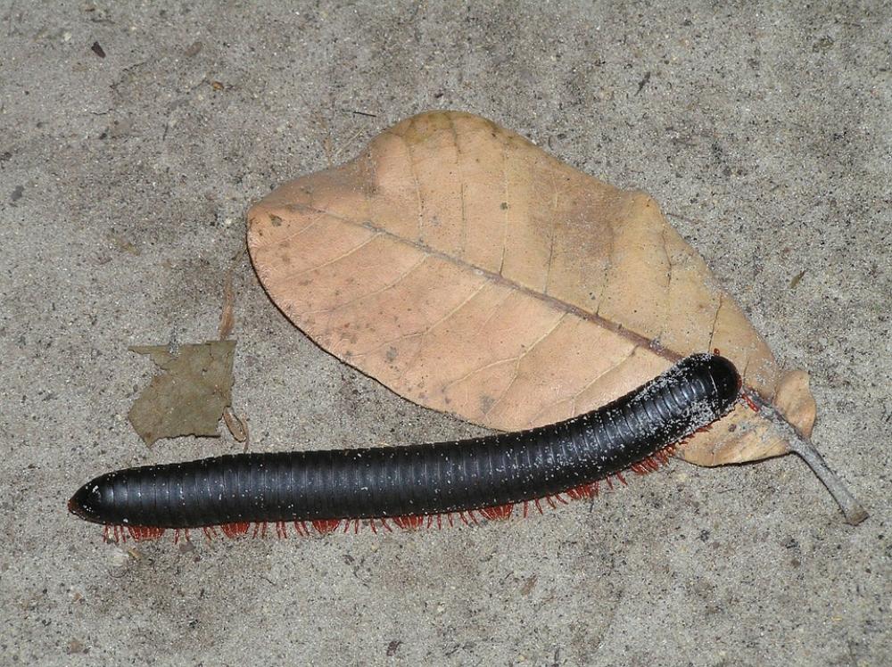 Centipede Centipedes Legs Africa Animals Insect Centipede Centipedes Legs Africa Animals Insect
