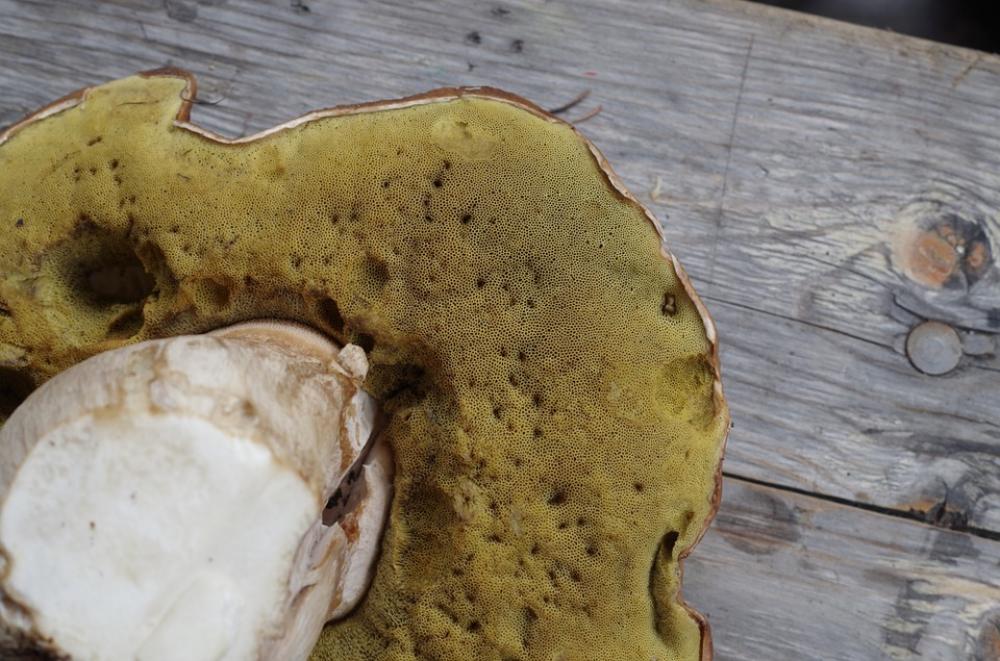 Cep Herrenpilz Mushroom Noble Rot Brown Cep Herrenpilz Mushroom Noble Rot Brown