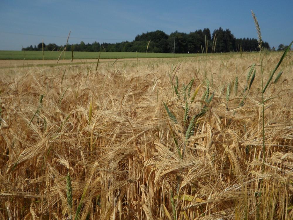 Cereals Cornfield Field Barley Agriculture Summer Cereals Cornfield Field Barley Agriculture Summer