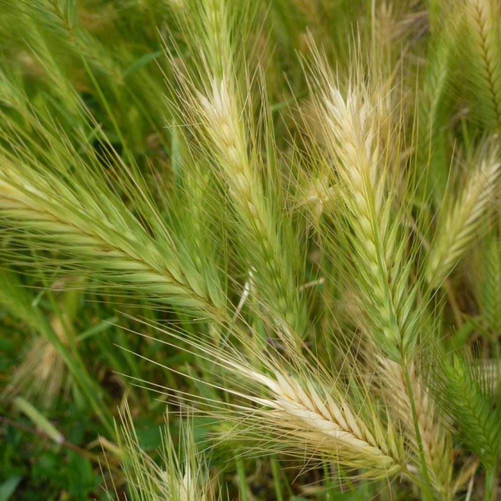 Cereals Spike Field Grain Cornfield Arable Summer Cereals Spike Field Grain Cornfield Arable Summer