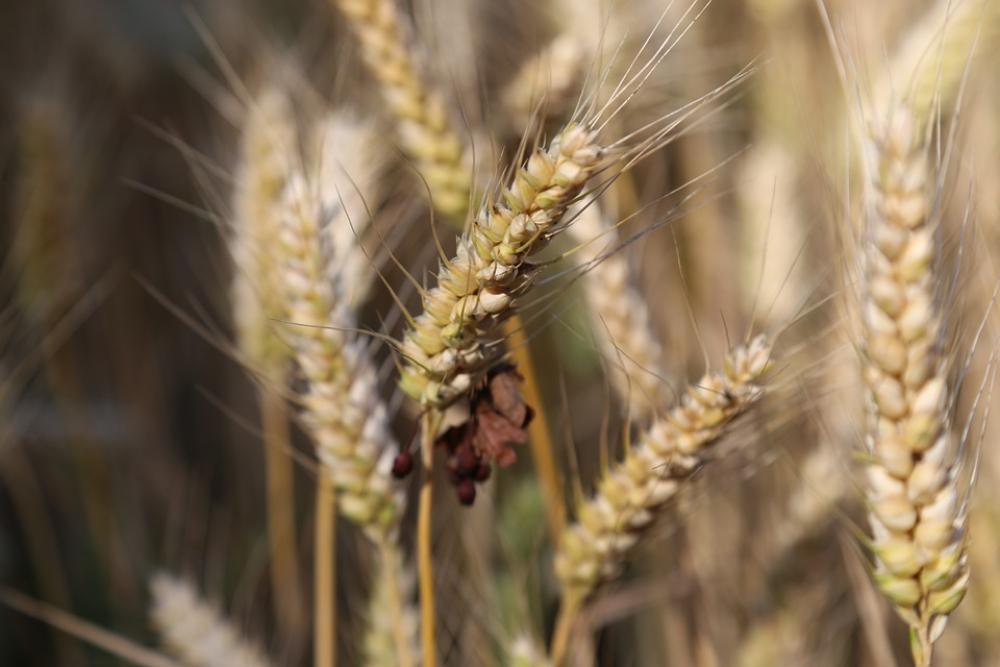 Cereals Barley Barley Field Cornfield Cereal Food Cereals Barley Barley Field Cornfield Cereal Food