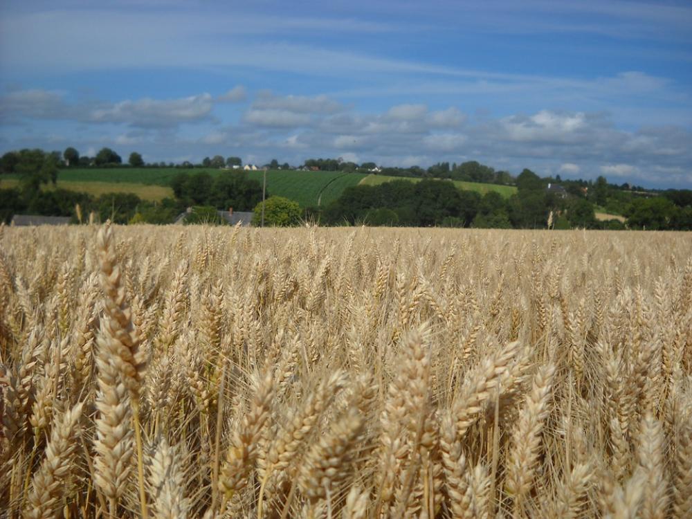 Cereals Agriculture Field Epi Wheat Cereals Agriculture Field Epi Wheat