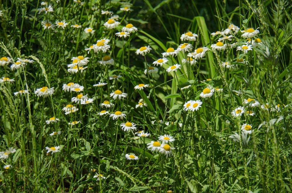 Chamomile Flowers Daisy White Flower White Flowers Chamomile Flowers Daisy White Flower White Flowers