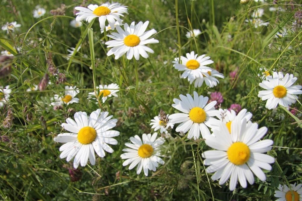 Chamomile Glade Greens Flowers Chamomile Glade Greens Flowers