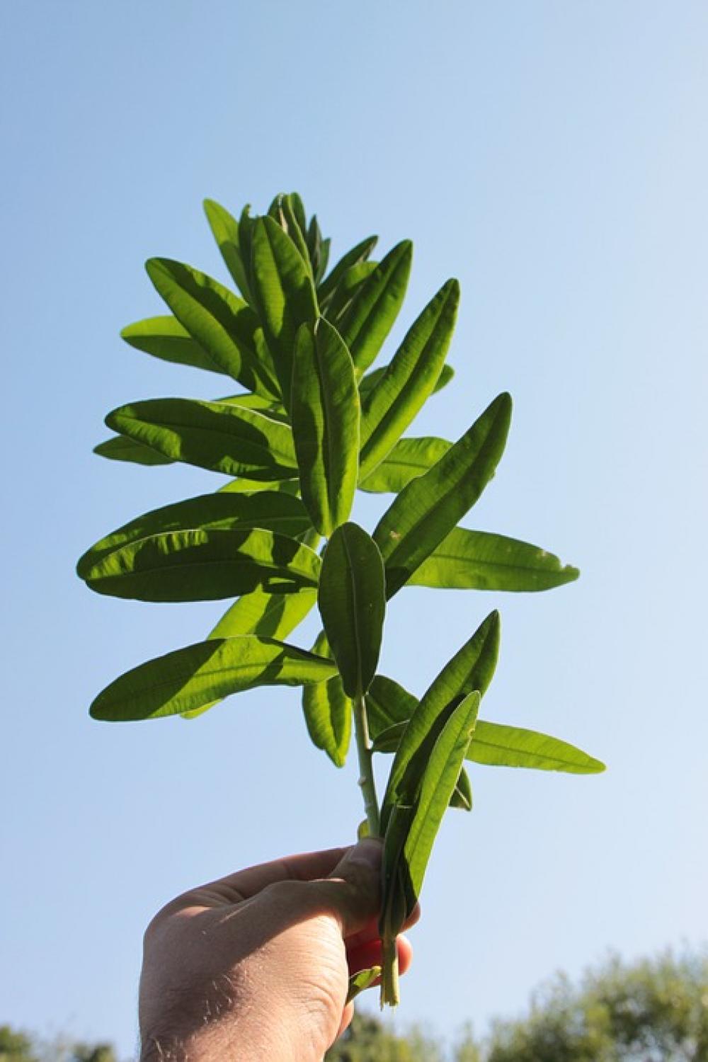 Characias Environment Euphorbia Herbs Natural Characias Environment Euphorbia Herbs Natural