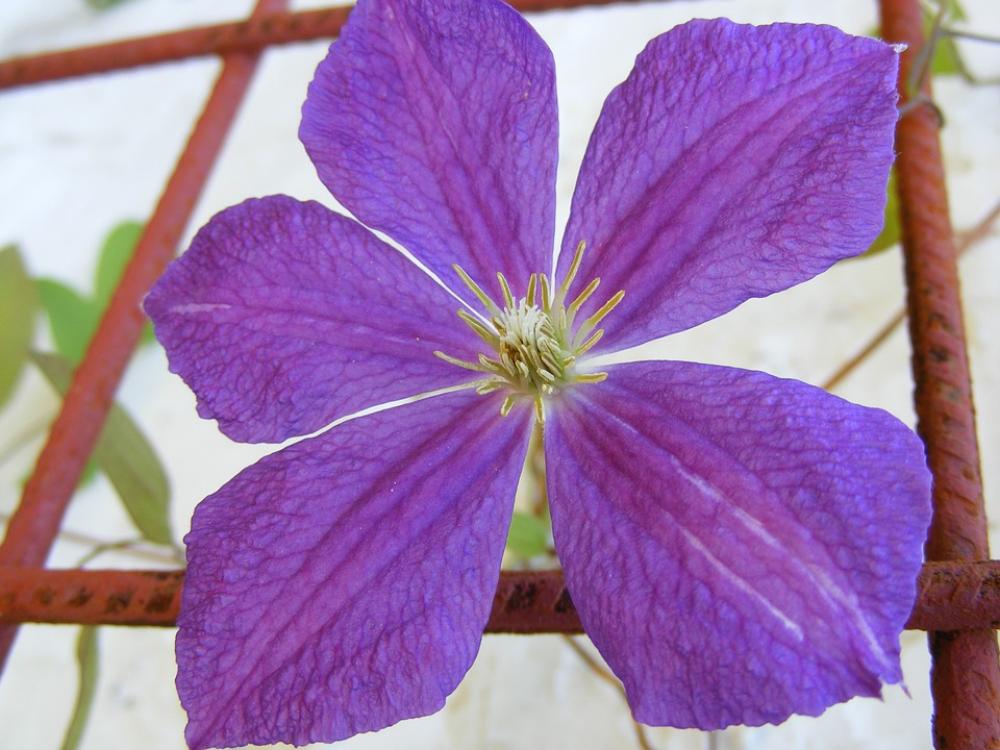 Charm Clematis Flowers Garden Violet Plants Charm Clematis Flowers Garden Violet Plants