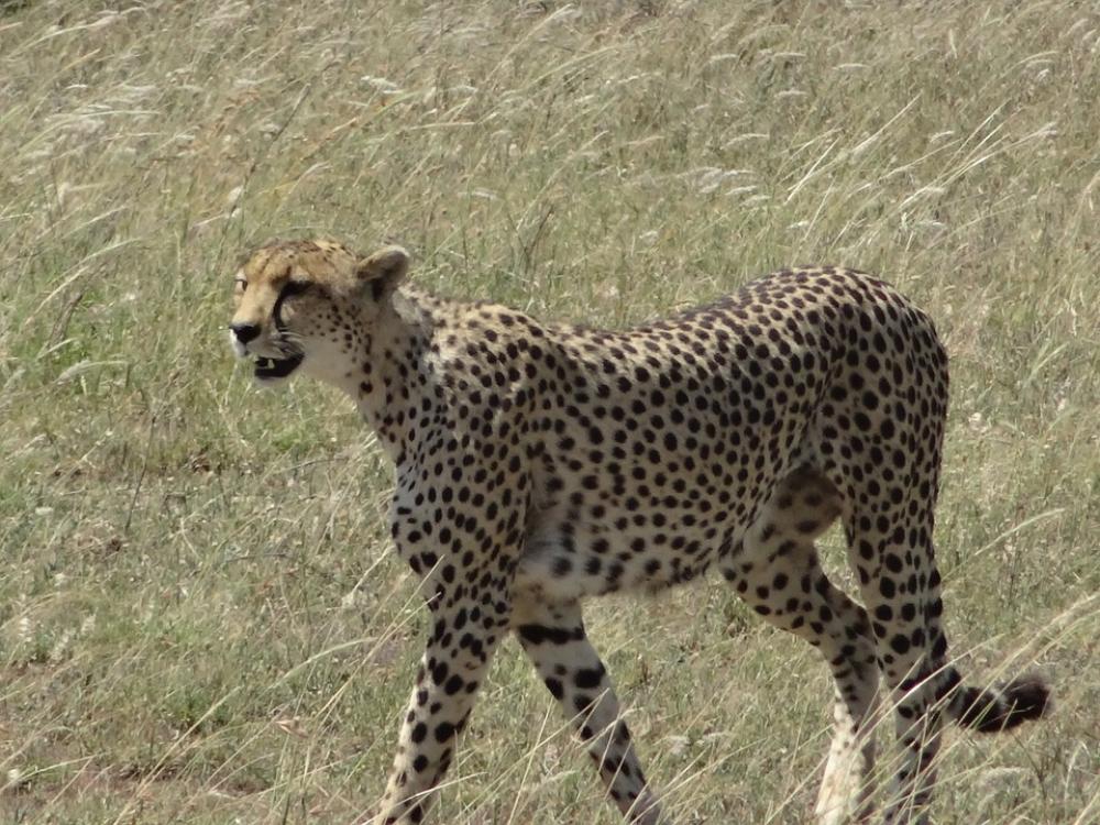 Cheetah Hunting Female Cheetah Hunting Female